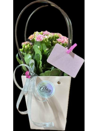 Kalanchoe