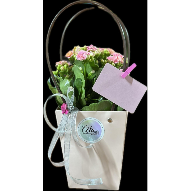 Kalanchoe