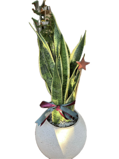Sanseveria 5 Gövdeli Paşa Kılıcı