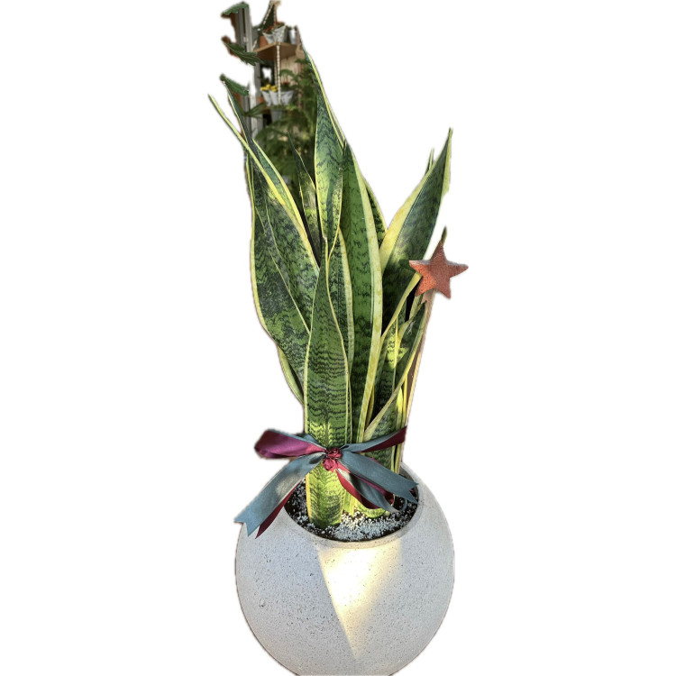 Sanseveria 5 Gövdeli Paşa Kılıcı