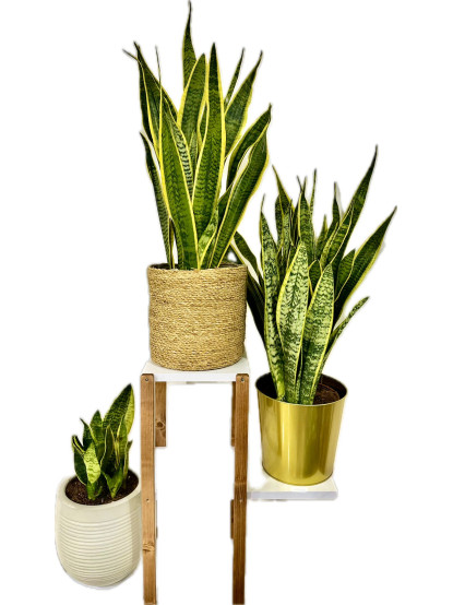 Sanseveria 5 Gövdeli Paşa Kılıcı