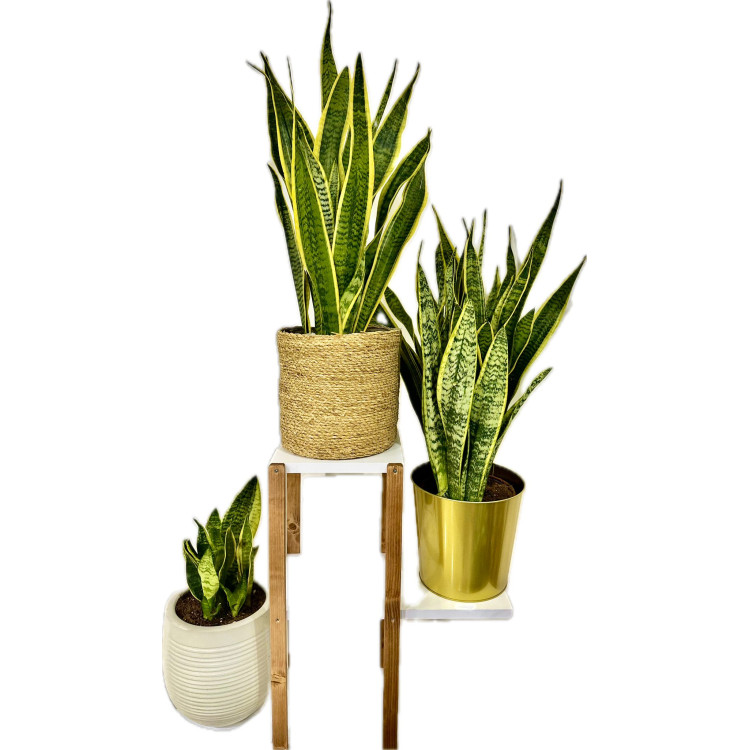 Sanseveria 5 Gövdeli Paşa Kılıcı