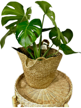 MONSTERA 70-80 CM