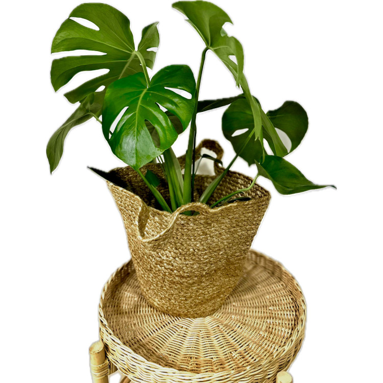 MONSTERA 70-80 CM