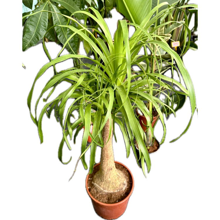 NOLİNA 30-40 CM