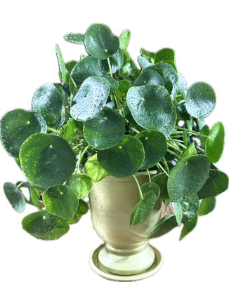 Pilea