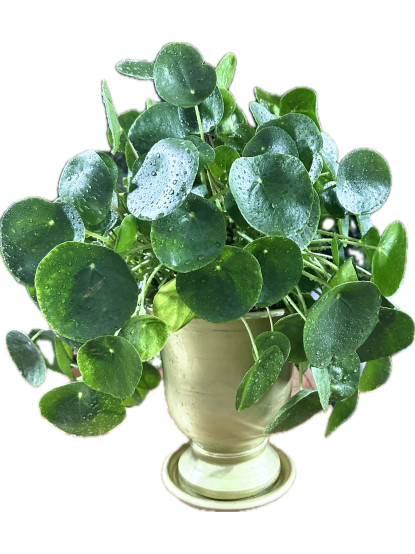 Pilea