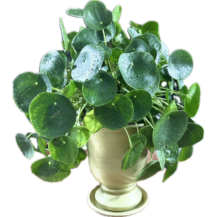 Pilea