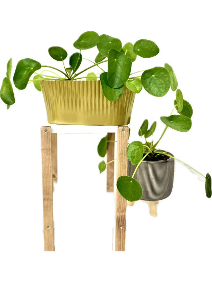Pilea