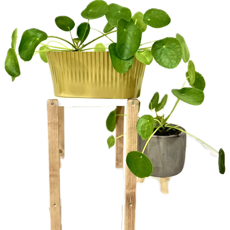 Pilea