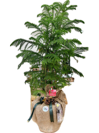 ARAUCARIA (SALON ÇAMI) 100 CM