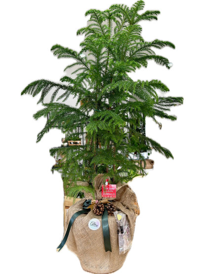 ARAUCARIA (SALON ÇAMI) 100 CM