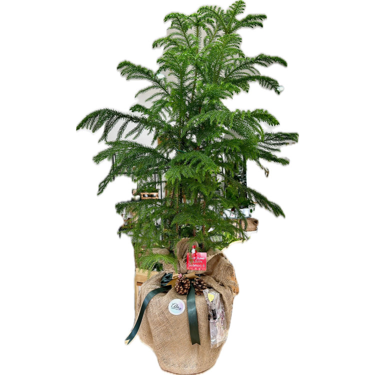 ARAUCARIA (SALON ÇAMI) 100 CM