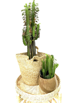 SÜT AĞACI 25-30 CM