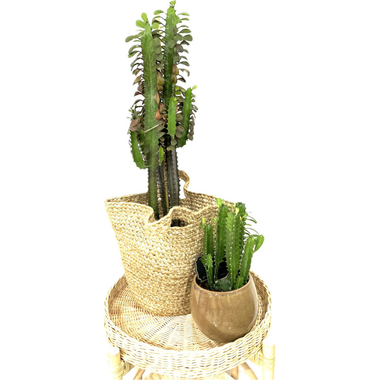 SÜT AĞACI 25-30 CM