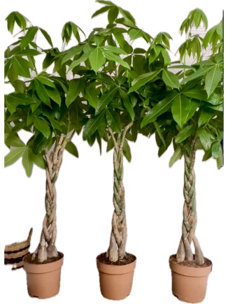 Pachira 15-20  cm