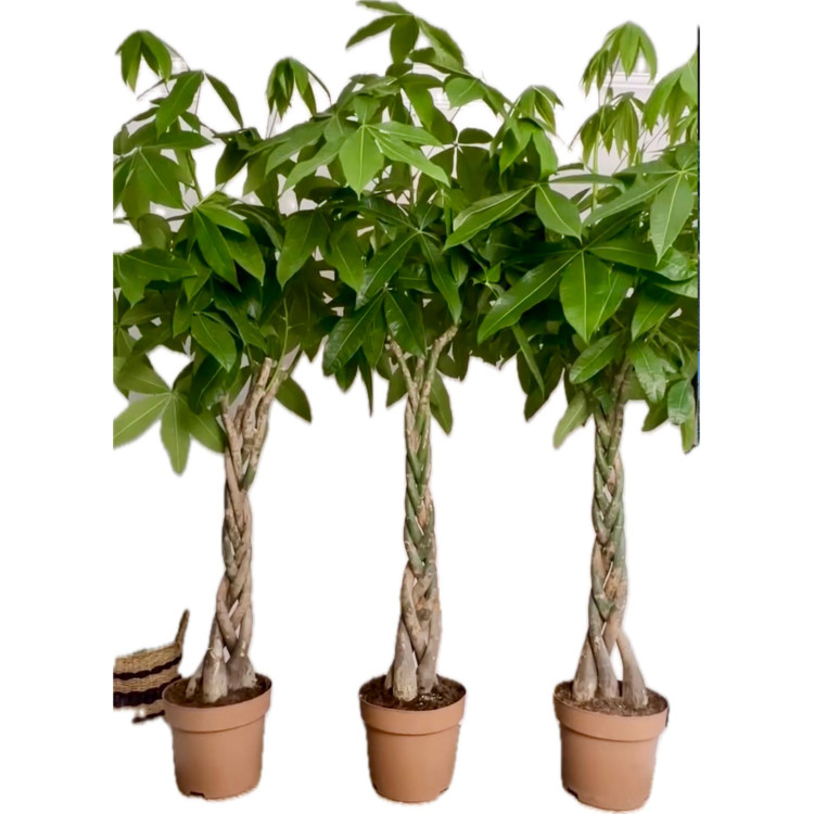 Pachira 15-20  cm