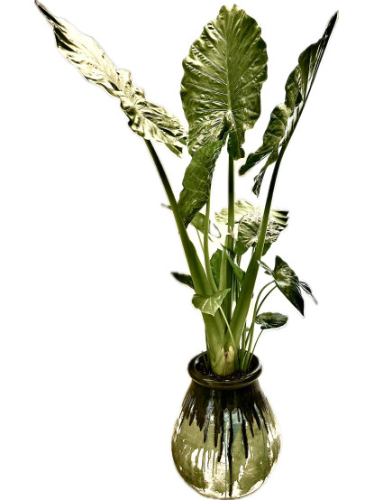 ALACOSIA ODORA