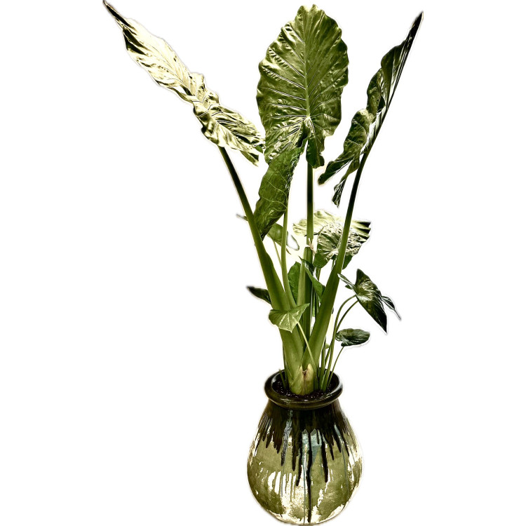 ALACOSIA ODORA