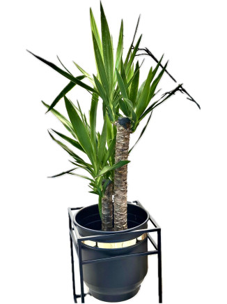 YUCCA