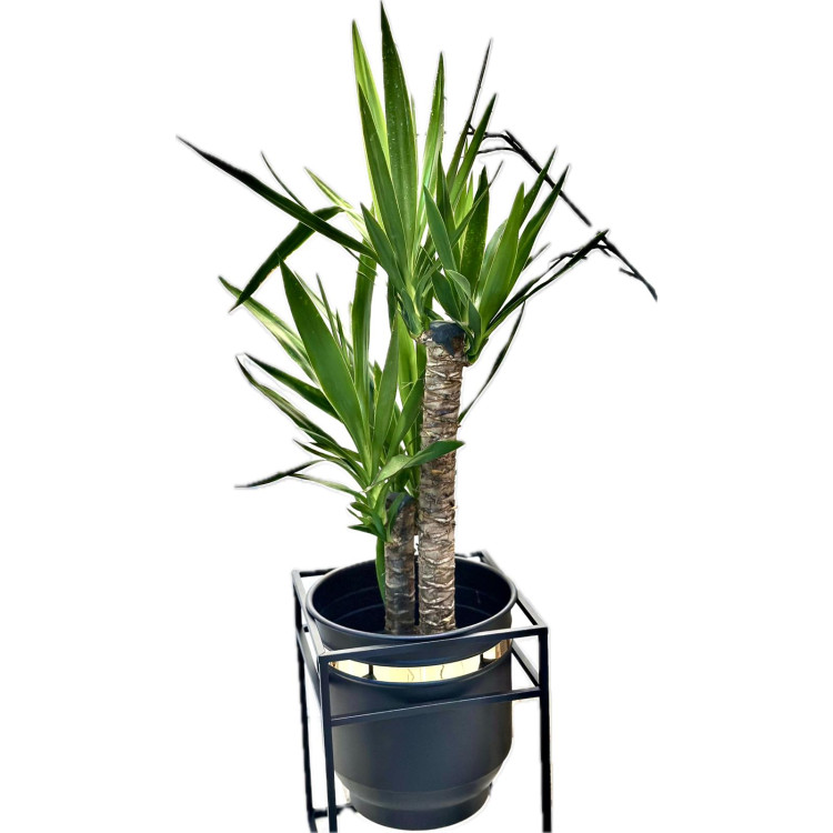 YUCCA