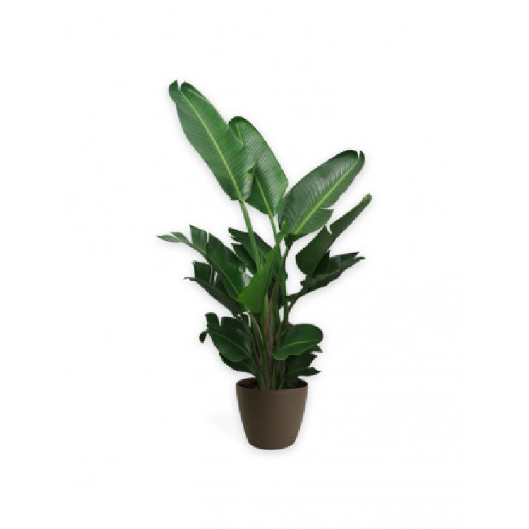 Strelitzia Nicolai Starliçe 3 Gövdeli