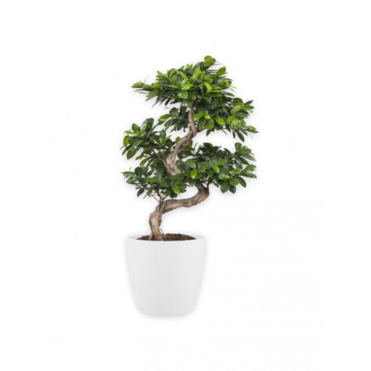 Bonsai Ficus Shape 70-80 CM