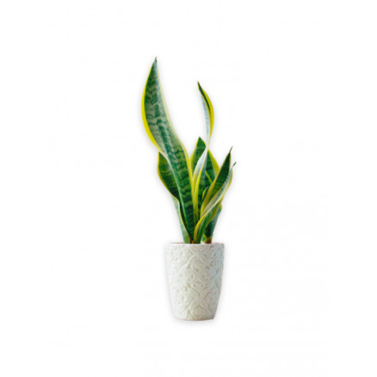 Succulents