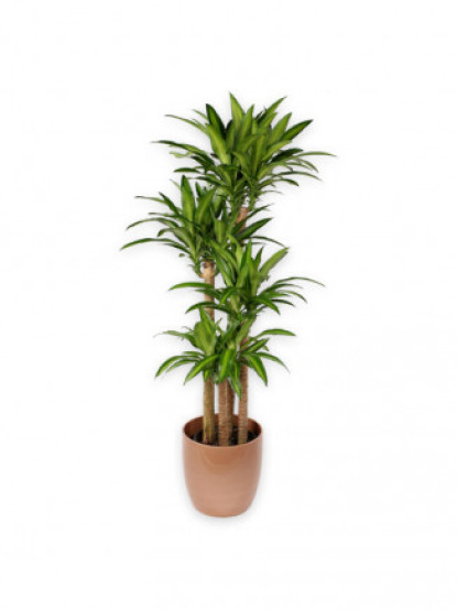 Areca Palmiyesi 150-180 cm