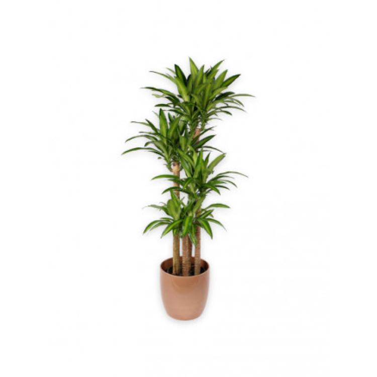Areca Palmiyesi 150-180 cm