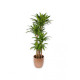 Areca Palmiyesi 150-180 cm