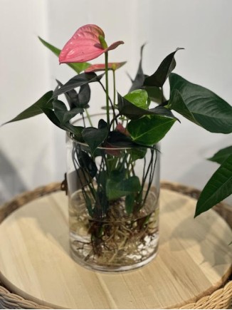 Anthurıum Pembe (cam vazolu)