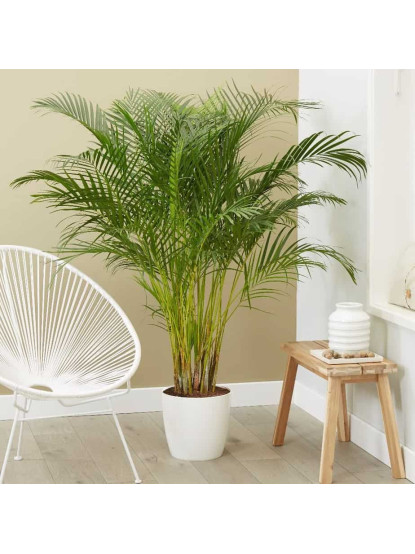Areca Palmiyesi 150-180 cm