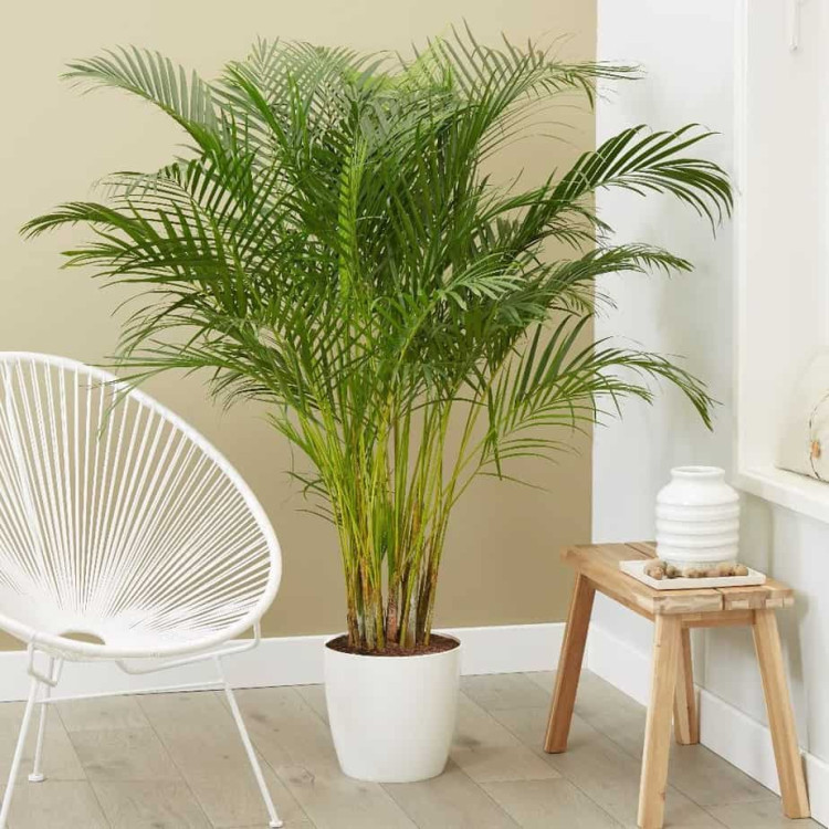 Areca Palmiyesi 150-180 cm