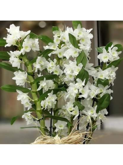 DENDROBIUM (BAMBU ORKİDE)