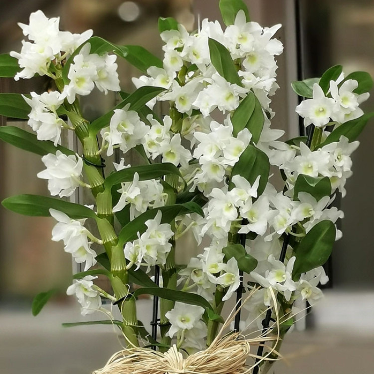 DENDROBIUM (BAMBU ORKİDE)