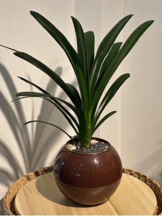 CLIVIA (SAKSILI)
