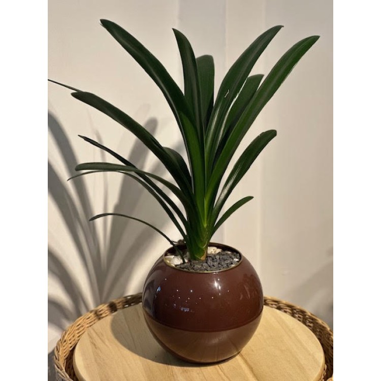 CLIVIA (SAKSILI)