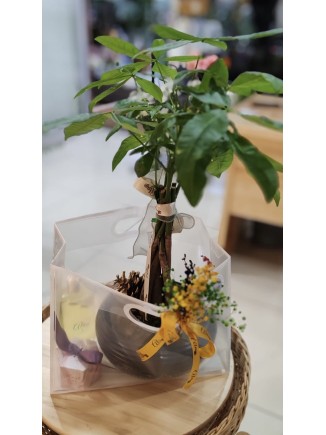 Pachira 50 cm