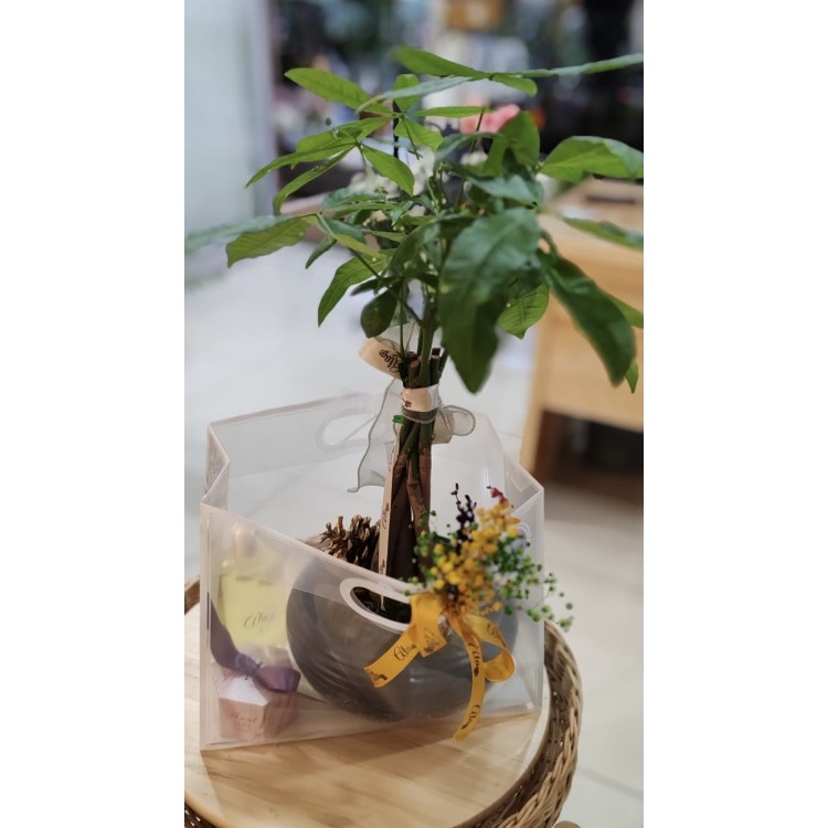 Pachira 50 cm