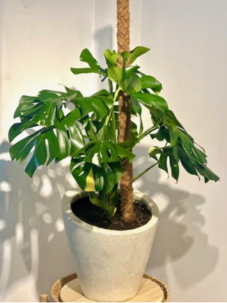 MONSTERA ÇİFT RENKLİ