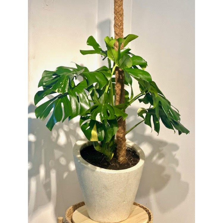 MONSTERA ÇİFT RENKLİ