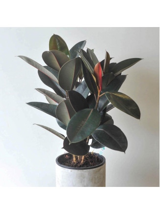 Rubber Plants