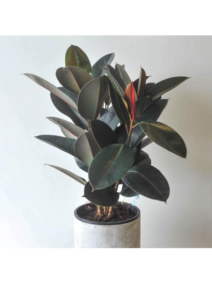 Rubber Plants
