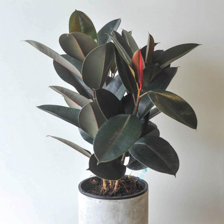Rubber Plants