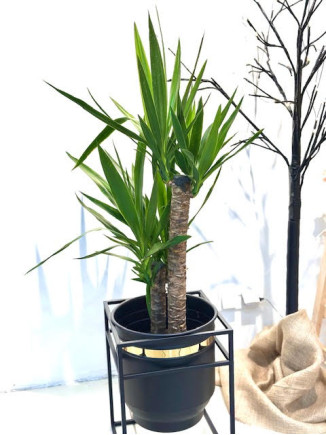 YUCCA