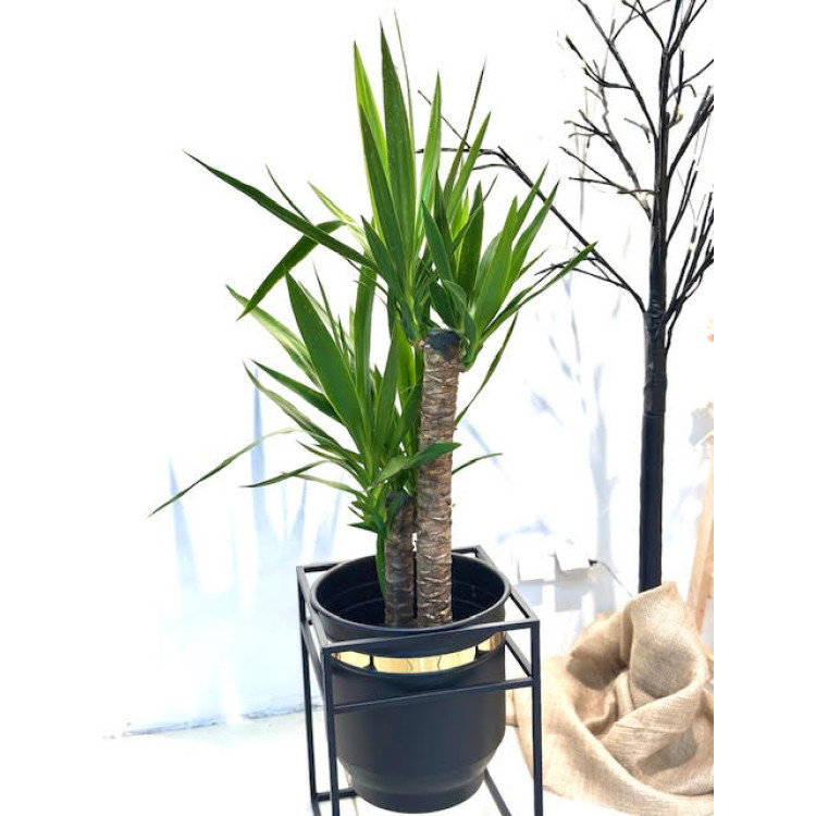 YUCCA