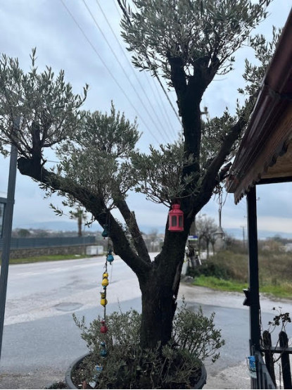 Zeytin Ağacı
