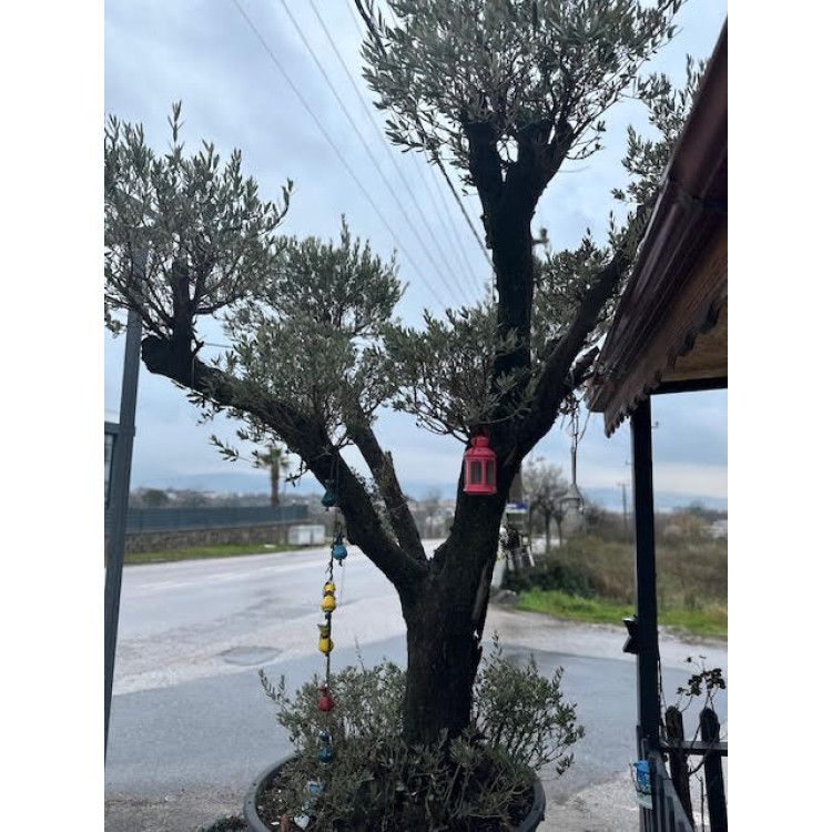 Zeytin Ağacı